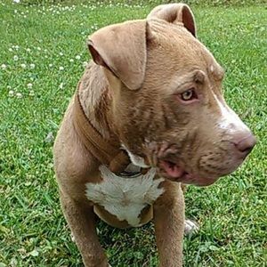 Meet your Posher, Sparkle